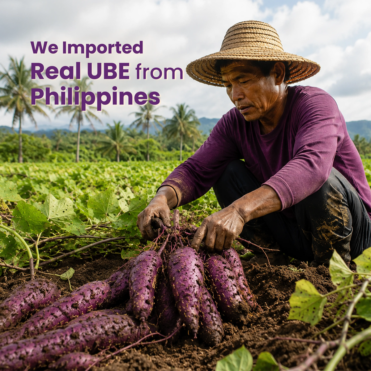 Farmer harvesting real purple yam imported from Philippines for Impulse Coffees Ube Latte